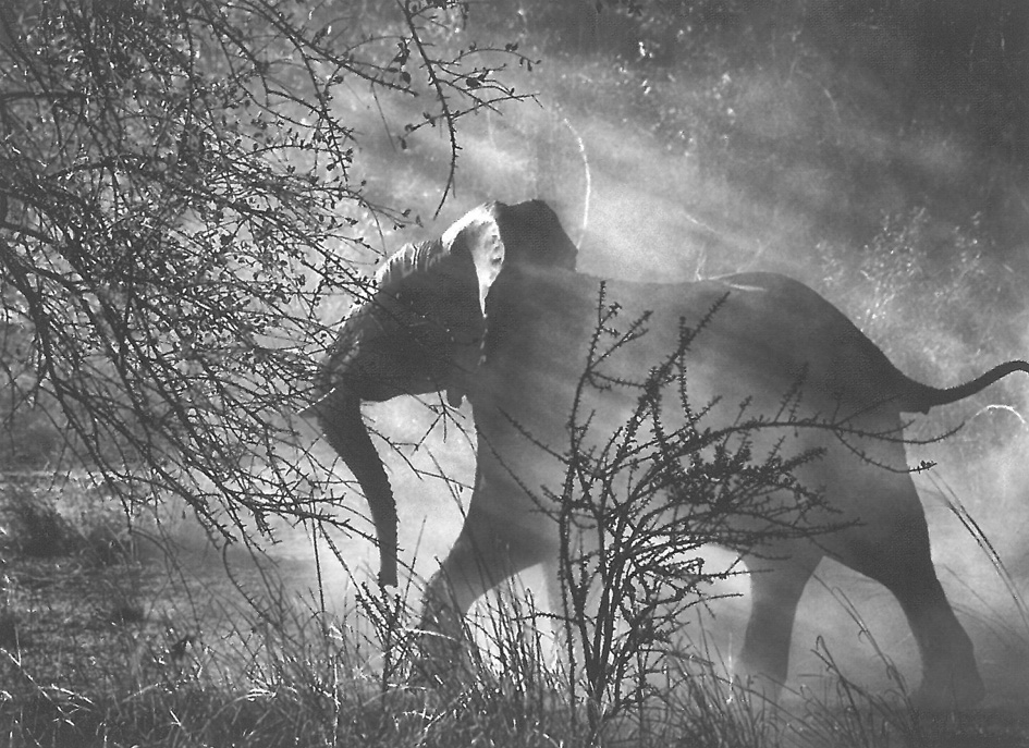 Sebastian Salgado