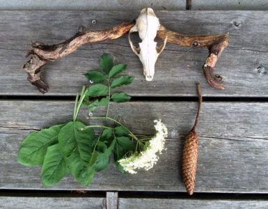 Fundstücke beim Tag der Achtsamkeit im Wald: Tierschädel