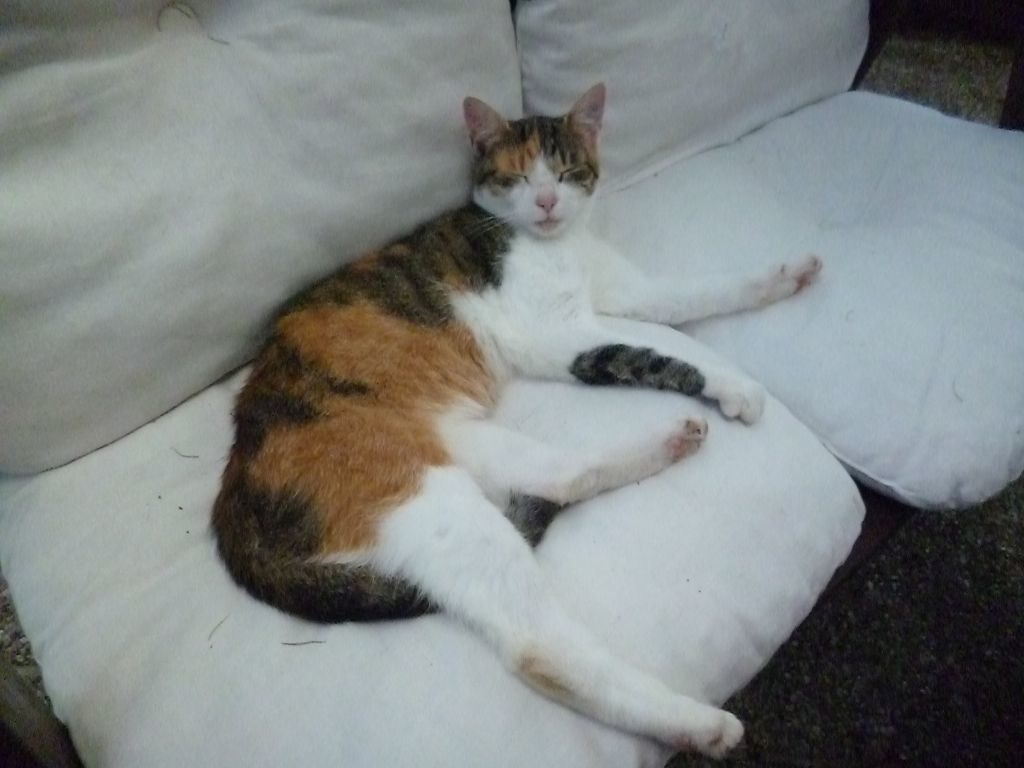 Katze web