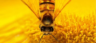 More than honey