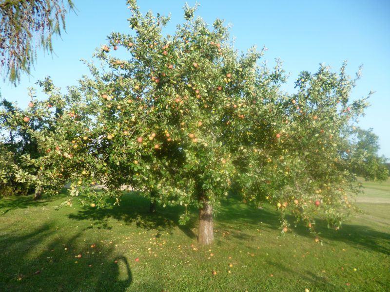 Bleiben
