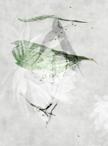 Nele von Mengershausen: Verwandlung, digitaler Scan.