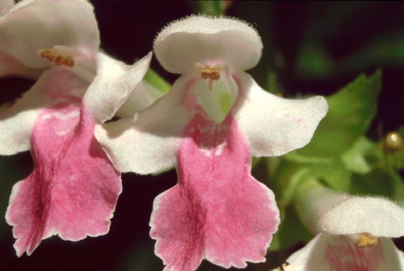 Seltene Blumen