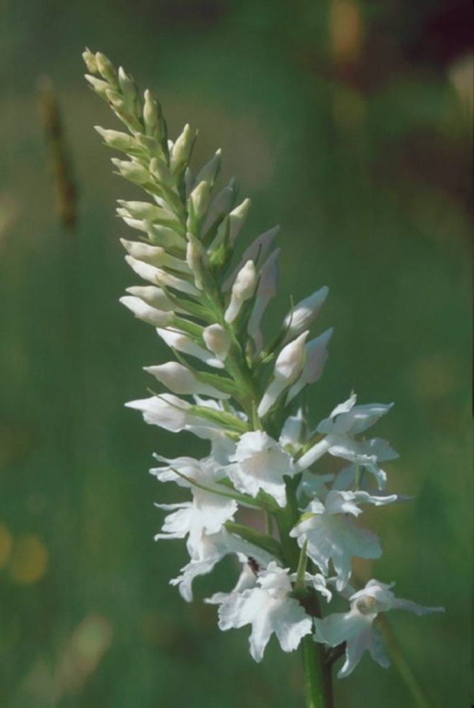 Seltene Blumen