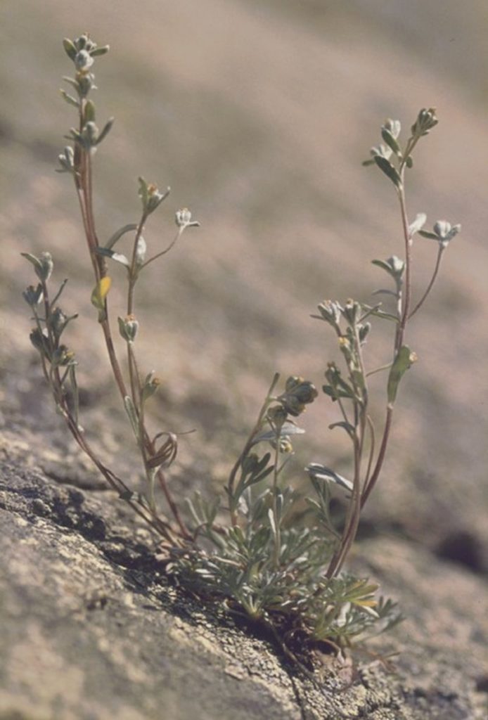 Seltene Blumen