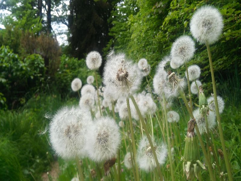 Löwenzahn wird zu Pusteblume - Kräuterpädagoge 