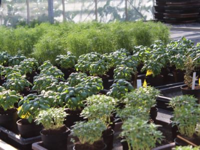 Pflanzen im Anwachshaus