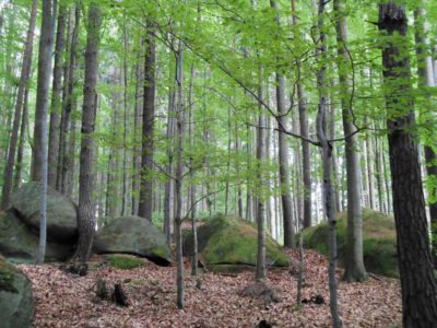 Granit im Waldviertel