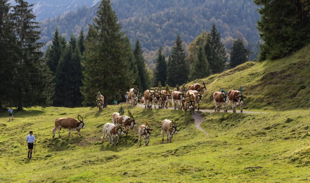 Fotowettbewerb Milchhof Miesbach