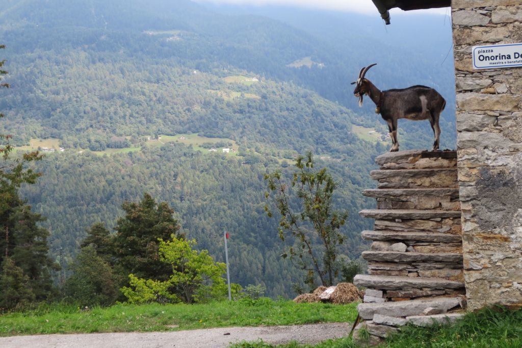 Kulturlandschaft mit Bergziegen 