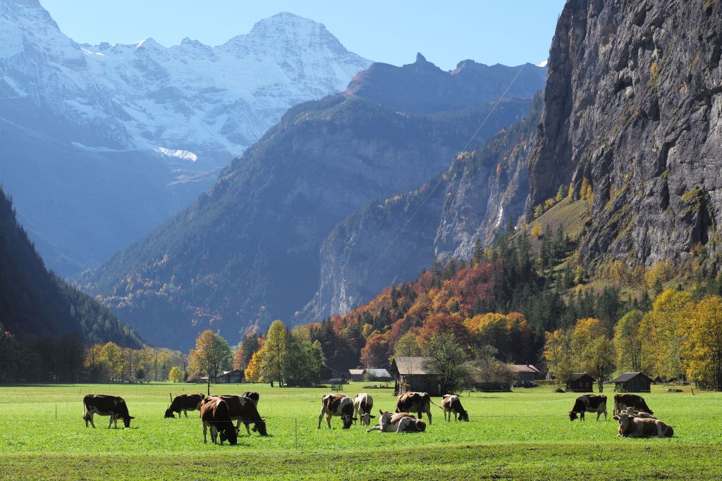 Kulturlandschaft Alpen - Panorama mit Kühen Hug, Beat