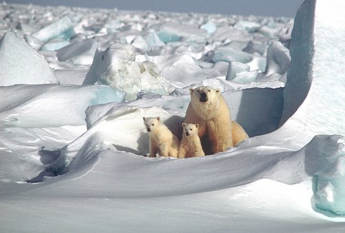 Leidtragende Tierwelt 