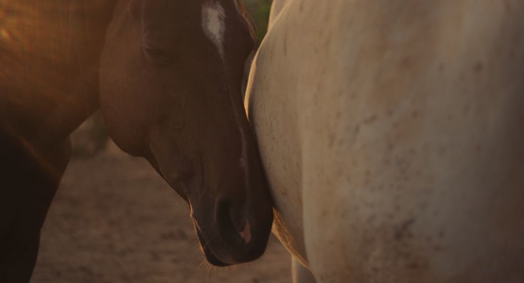 Innige Momente - Las hermanas de Rocinante ein Film der EVOLUTION FILM