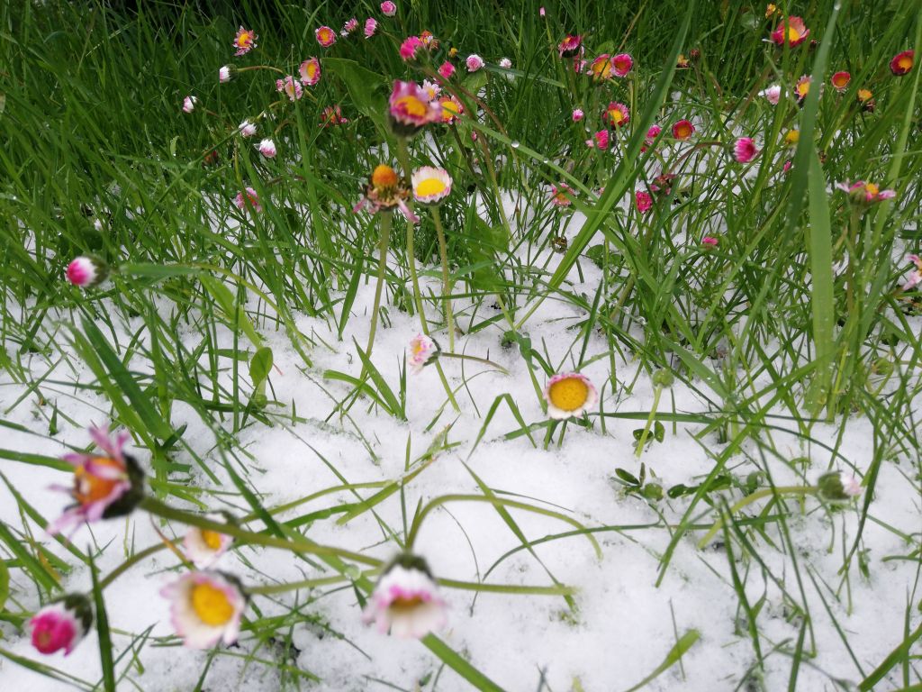Artenvielfalt Miesbacher Oberland - artenreiche Wiesen gegen Insektensterben