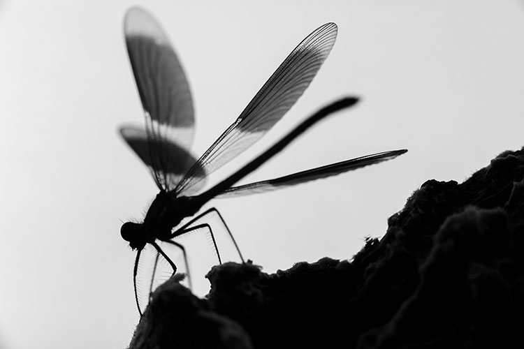 Schwarz-Weiß-Fotografie