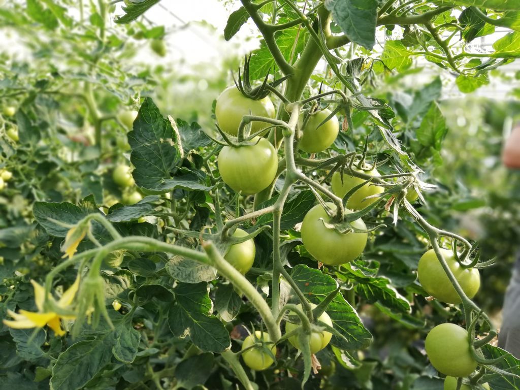 Solidarisches Landwirtschaftsprojekt Biotop in Lenggries - Von Hummeln bestäubte Tomaten.