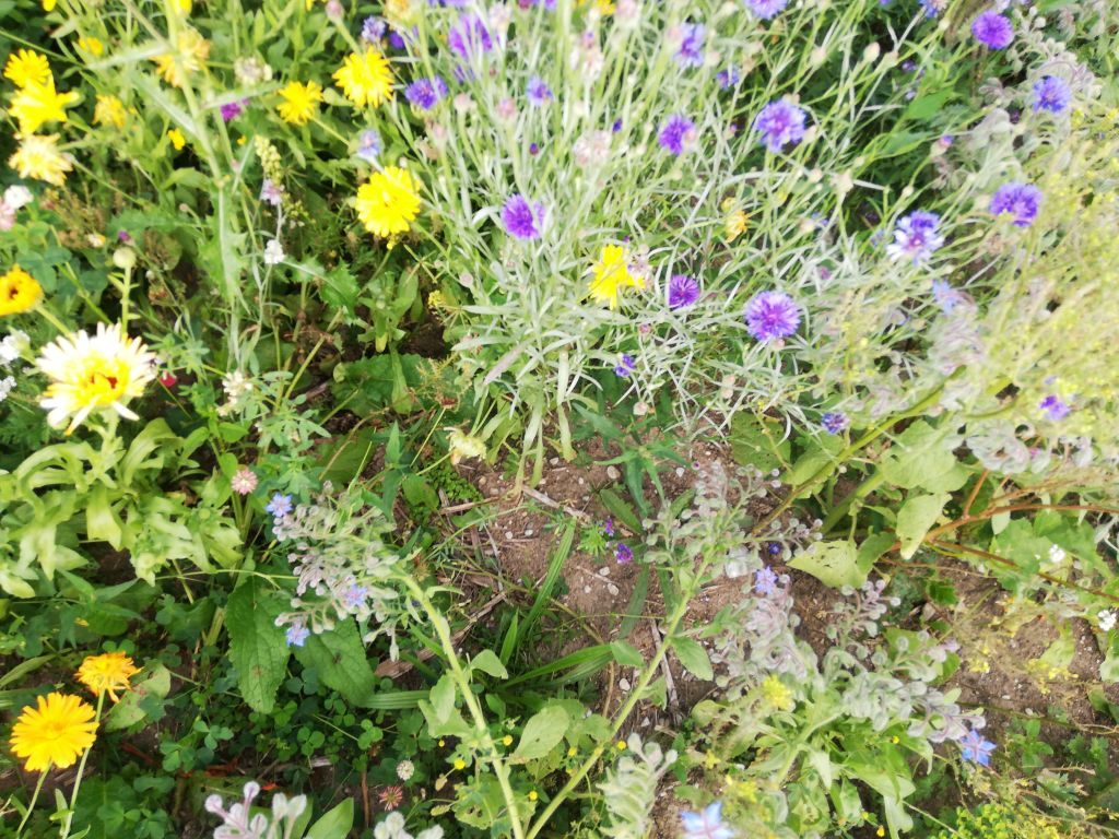 Blühstreifen für Bodengesundheit und Insekten. 