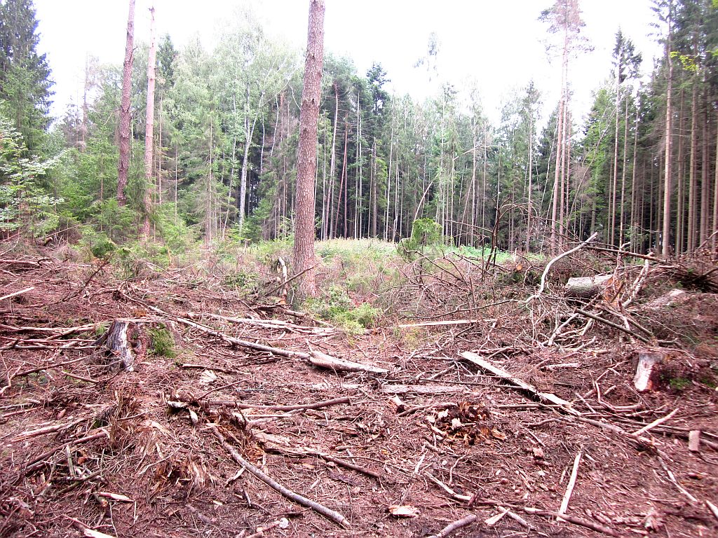 Wald im Waldviertel