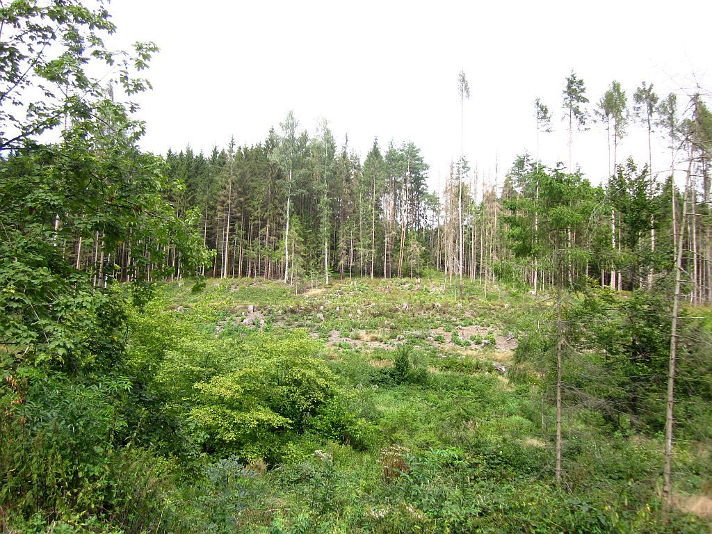 Wald im Waldviertel