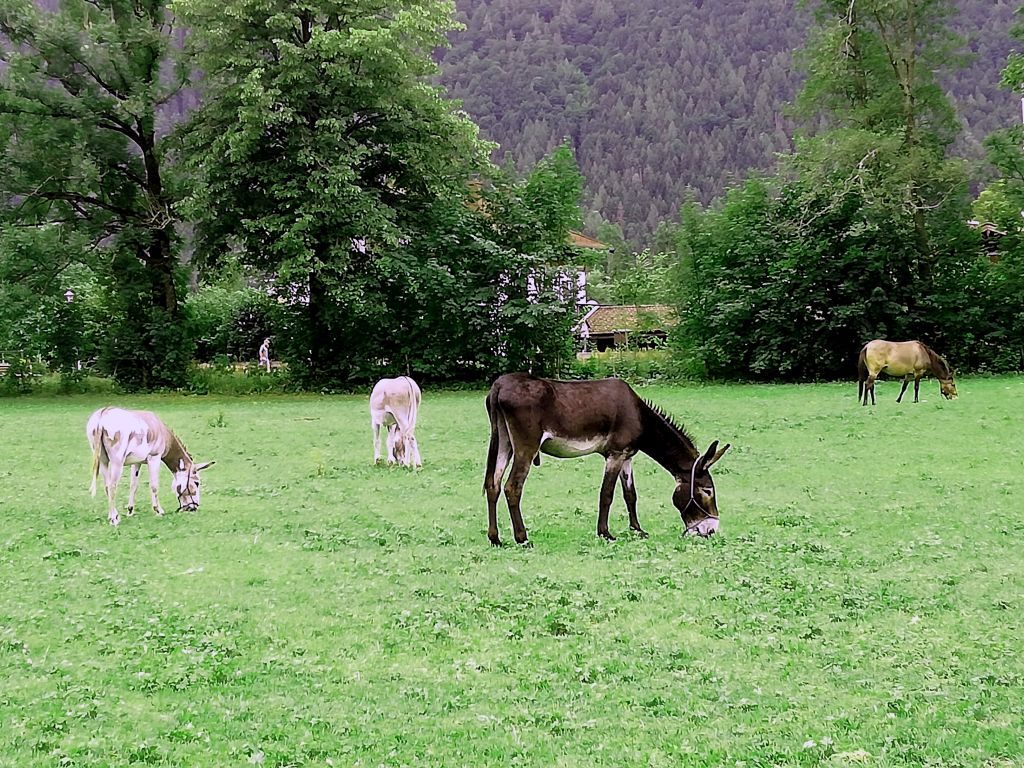 Eselwanderung am Tegernsee