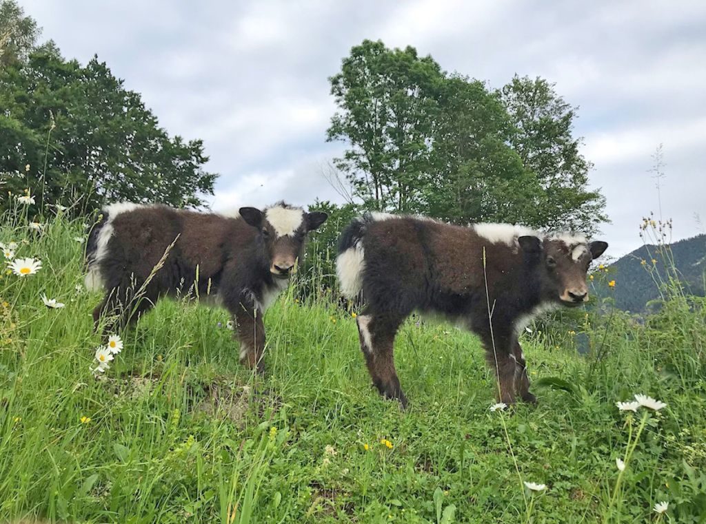 Die einzigen Yakzwillinge im Tegernseer Tal.