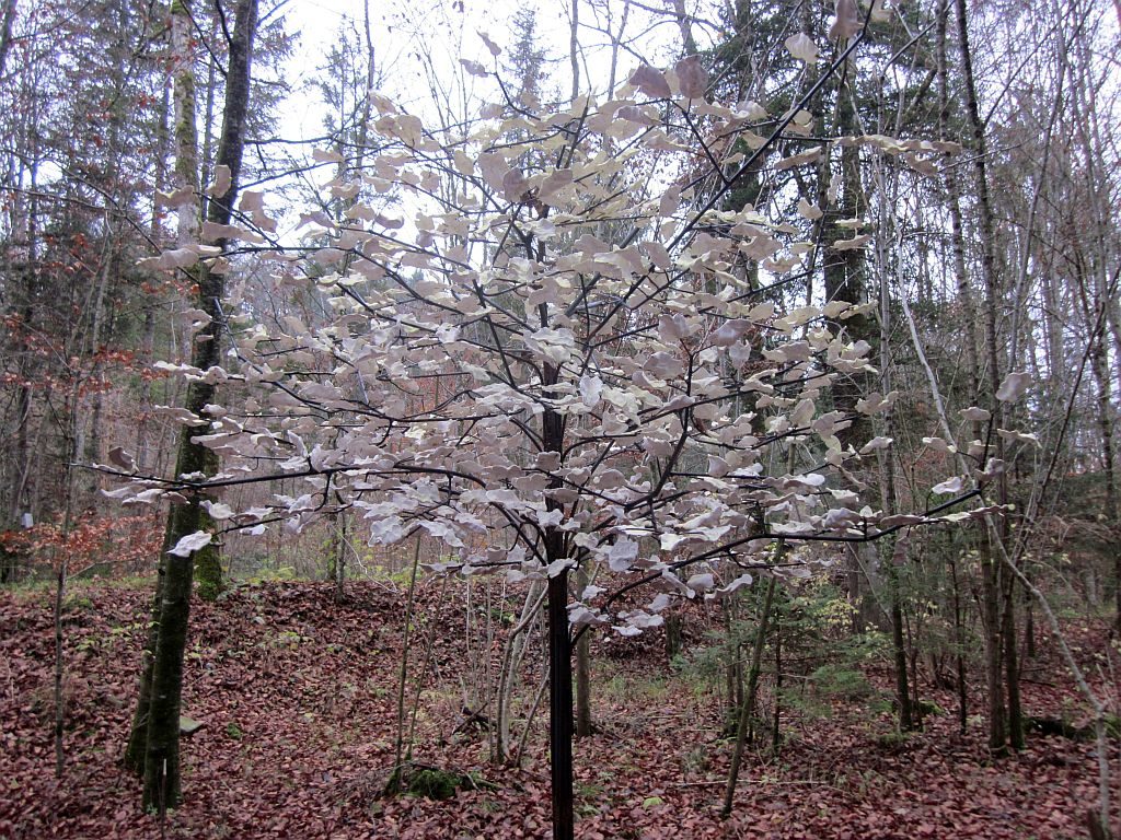 Porzellanbaum
