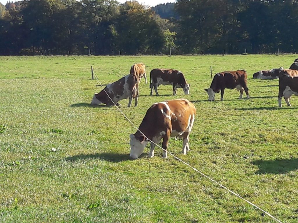 Klimafreundlich essen