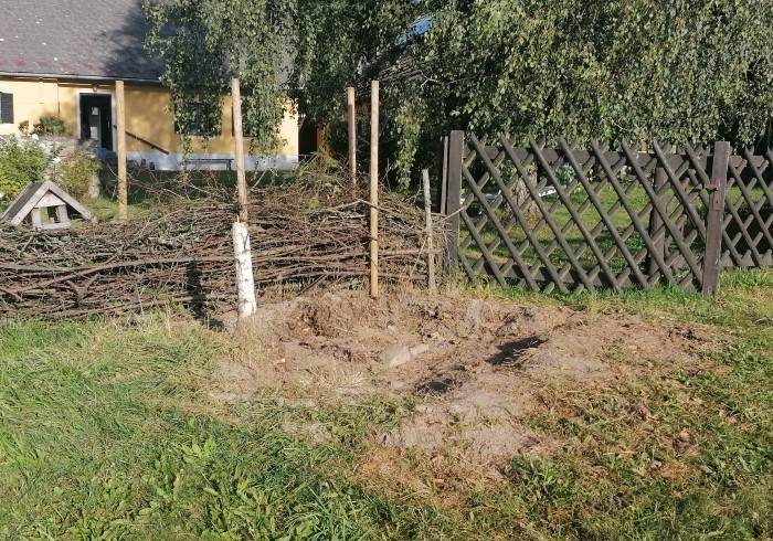Ameisen an der Birke