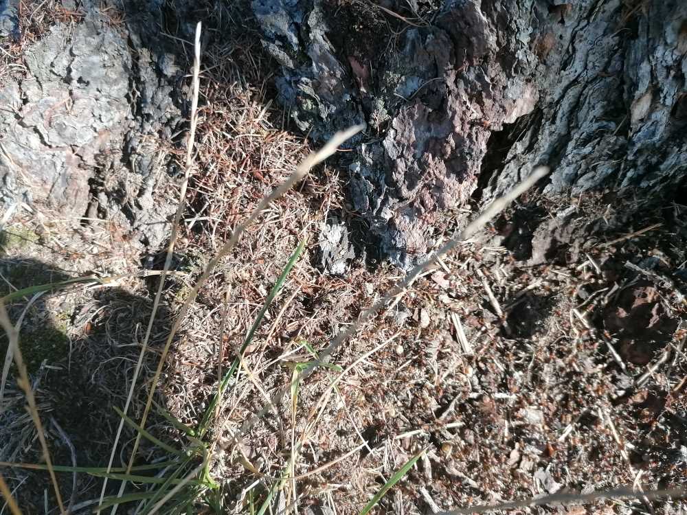 Ameisen an der Lärche