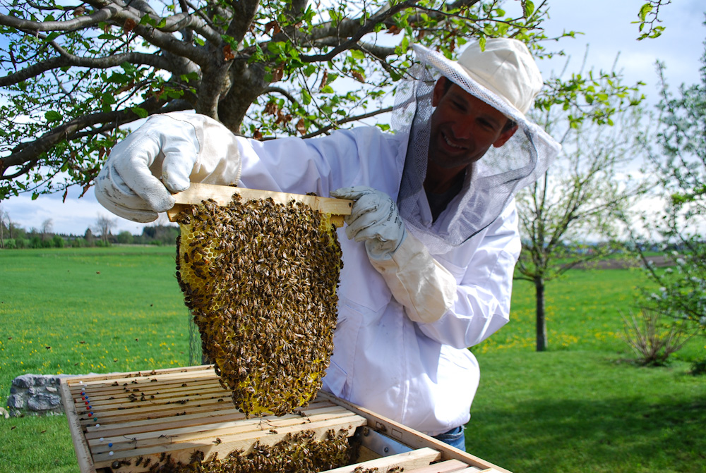 Weltbienentag