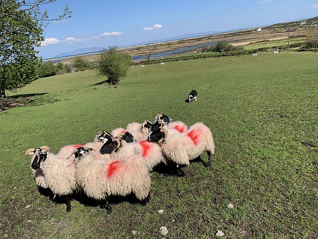 Eine Sheepdog Vorführung durfte natürlich auch nicht fehlen,
