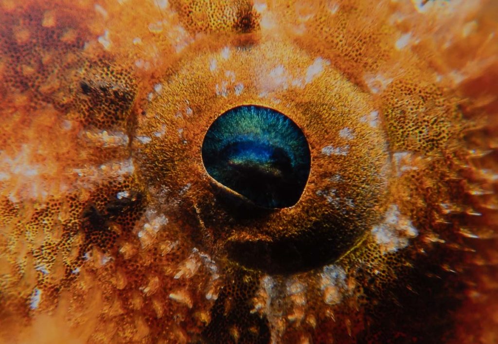 Unterwasserfotografie