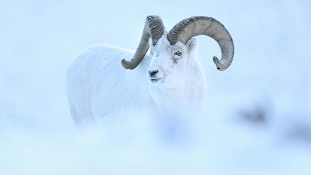 Yukon, un rêve blanc (Yukon, ein Traum in Weiß) Mathieu Le Lay