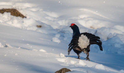 Raufusshuehner: Birkhahn im Winter
