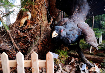 Wildtierpräparate zeigen die heimischen Arten in ihrem Lebensraum