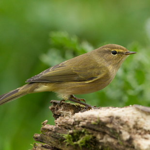 Vogelstimmen