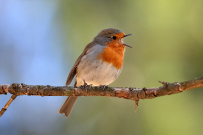 Vogelstimmen