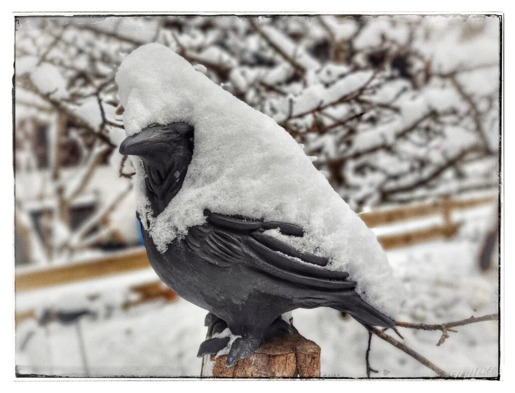Waltraud Milazzo - Vögel im Winter
