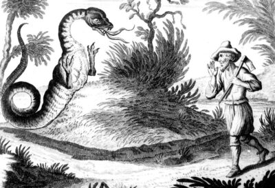 Tatzelwurm