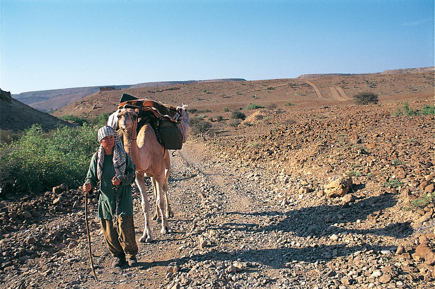 Jemen mit Dromedar ©Carmen Rohrbach