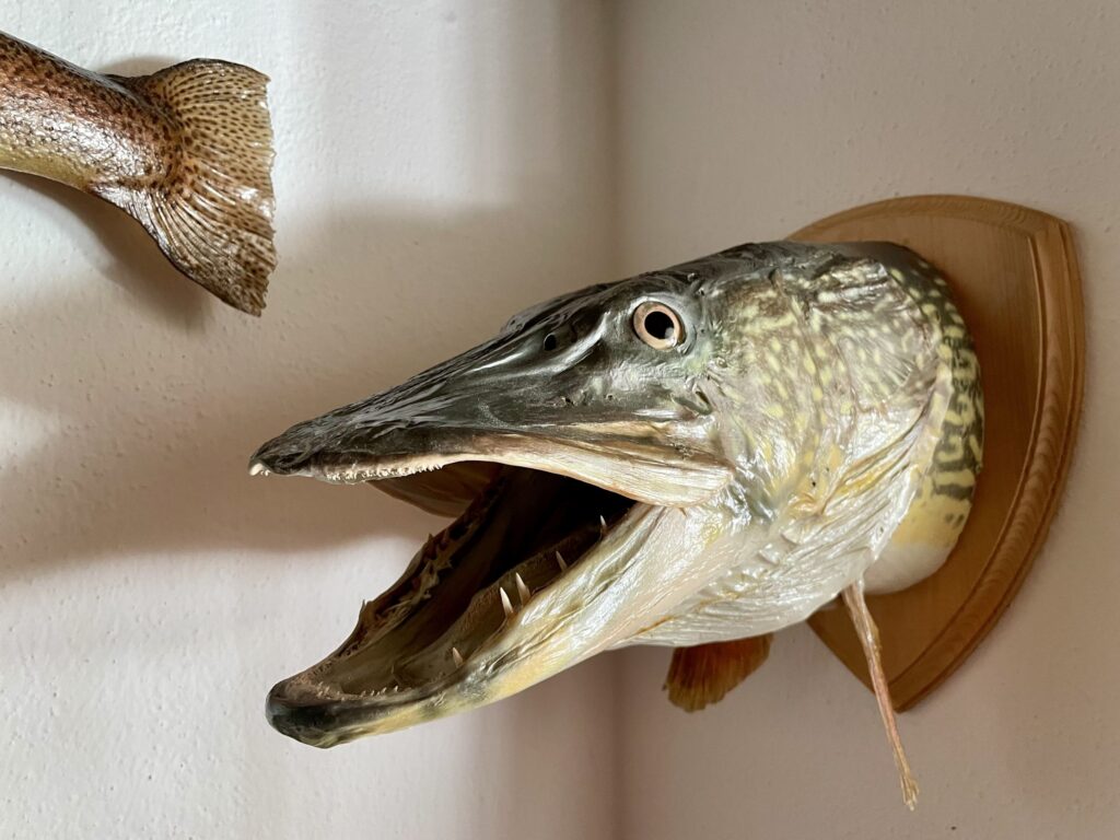 Der Fischereiverein zieht auch Hechte aus dem See