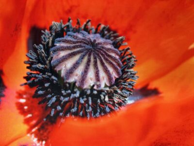 Tom Kintscher, Klatschmohn